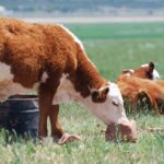 13 Different Types of Cattle Breeds and Their Features